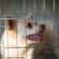 Support Your Local Pet Community – 5 simple ways