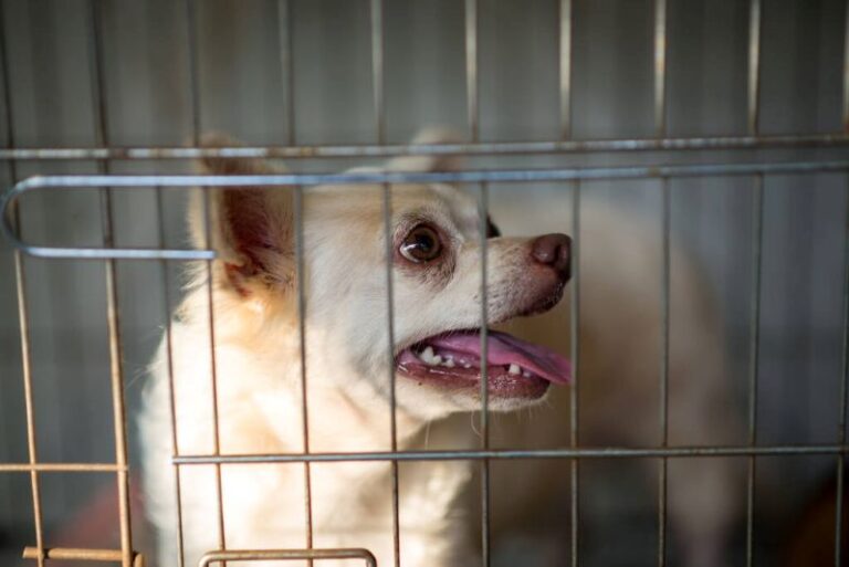 Support Your Local Pet Community