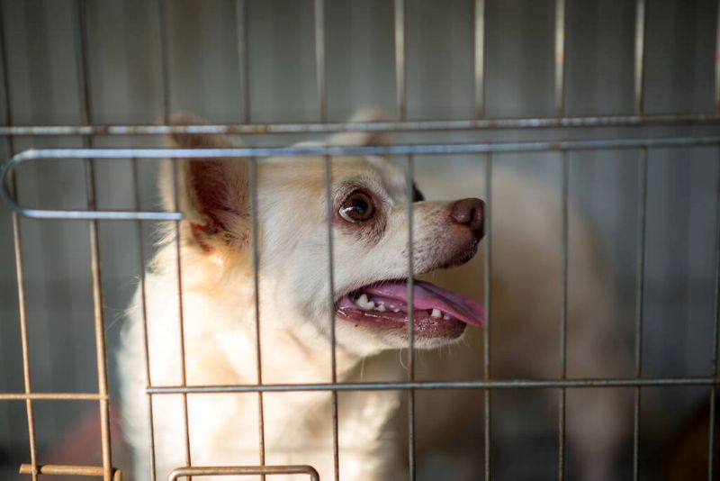 Support Your Local Pet Community