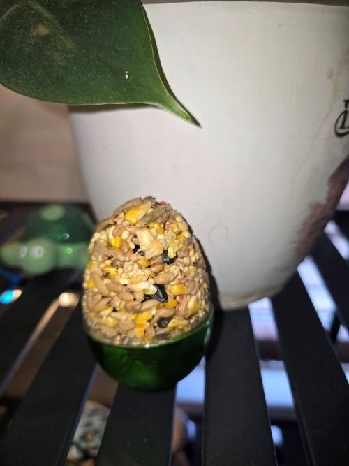 Gelatin Bird Feeders For The Garden 