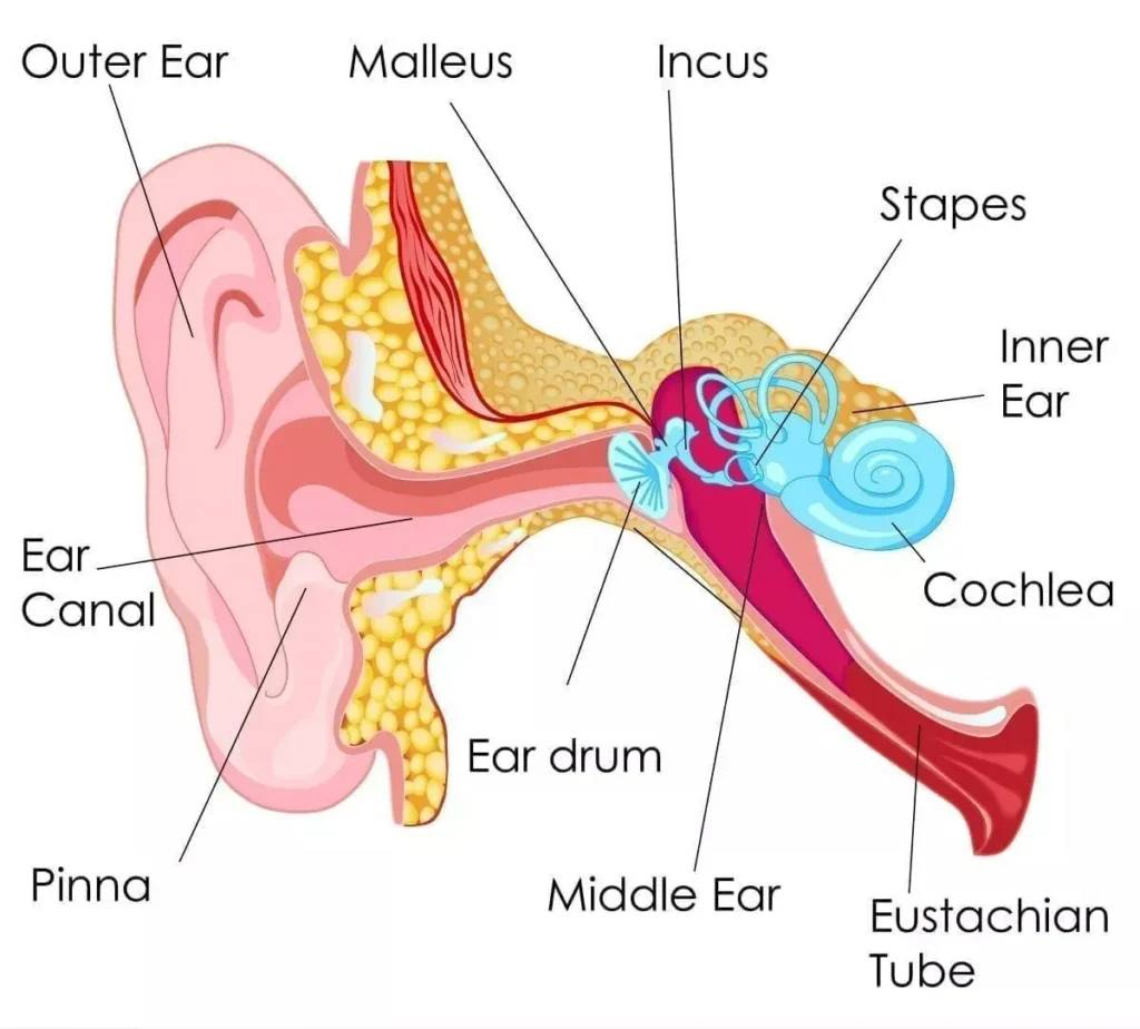 Eustachian Tube Dysfunction