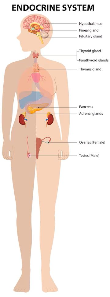 Endocrine System