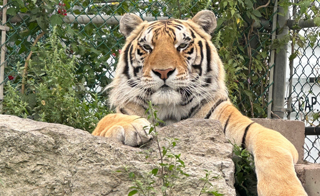 Jungle Cat World Wildlife Park 