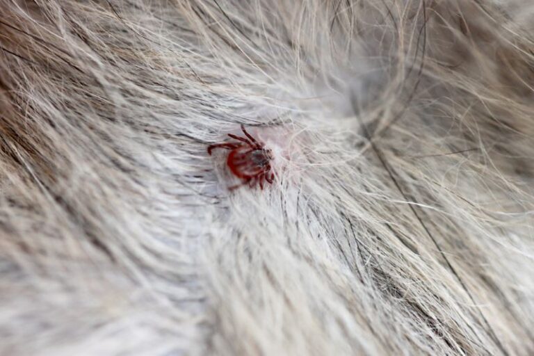 ticks on fur of shih tzu