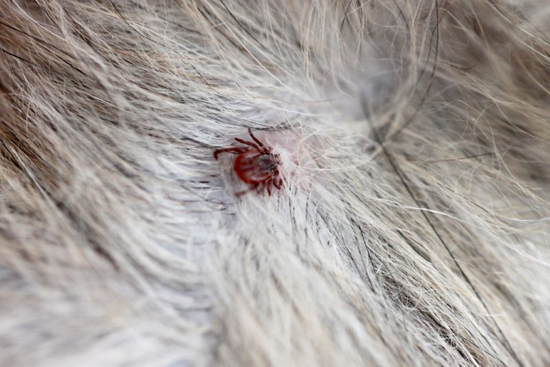 ticks on fur of shih tzu
