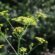 Plants to Watch Out For This Summer Season