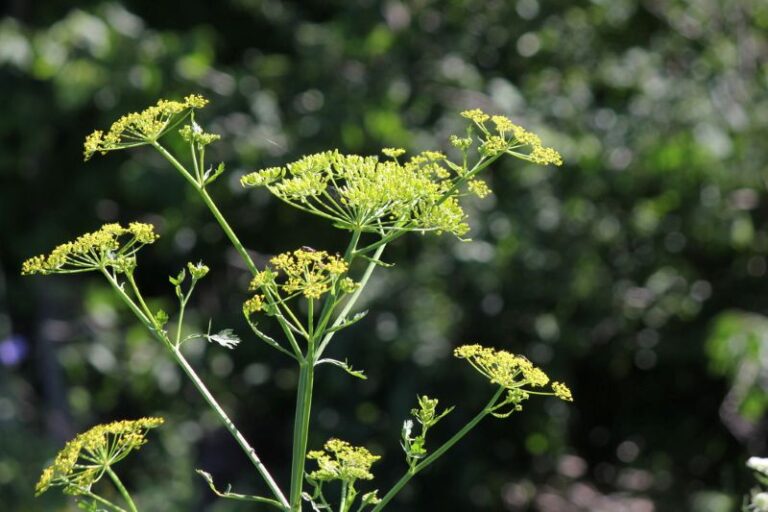 Wild Parsnip