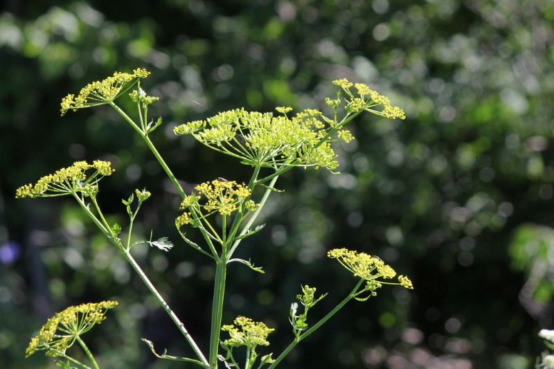 Wild Parsnip
