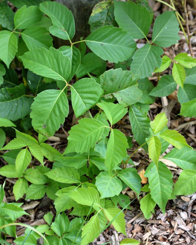 plants Poison Ivy