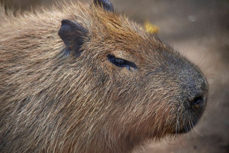 Capybaras