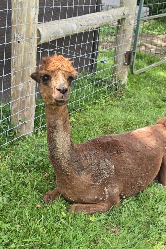 Jungle Cat World Wildlife Park