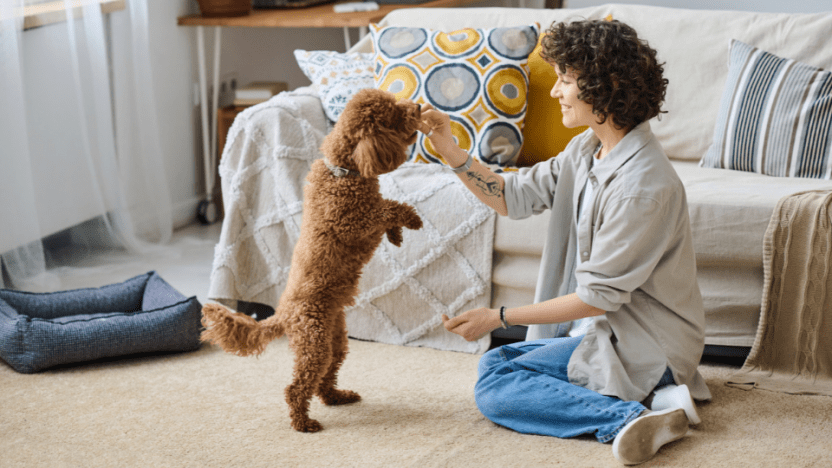 The Ultimate Guide to Choosing the Right Pet Sitter
