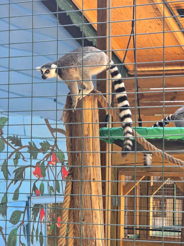 Jungle Cat World Wildlife Park