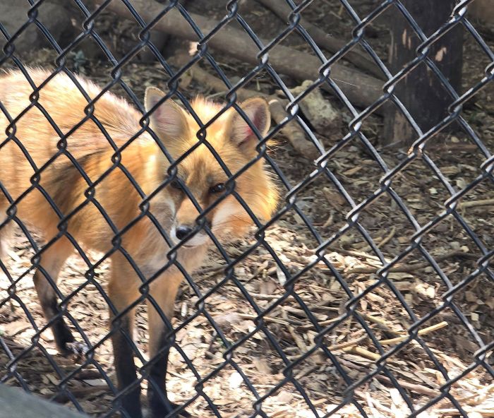Jungle Cat World Wildlife Park