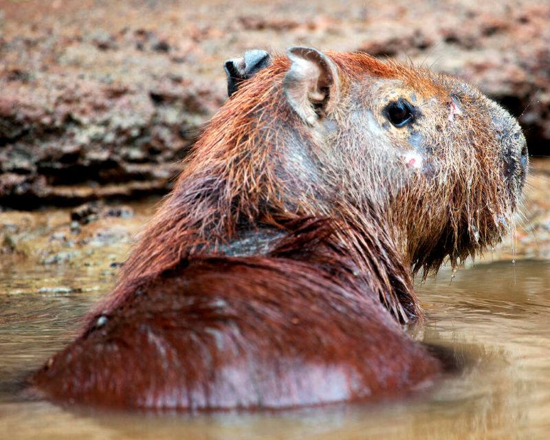 Capybaras