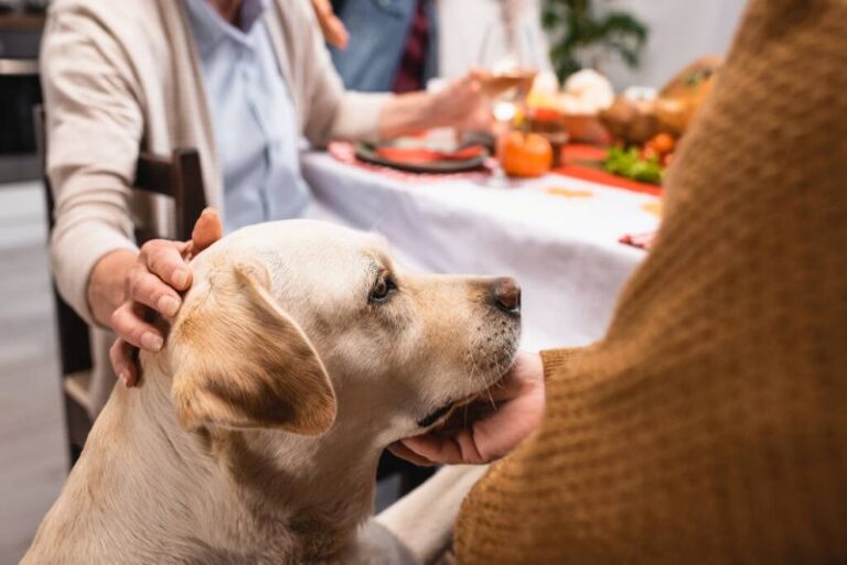 Therapy Dogs