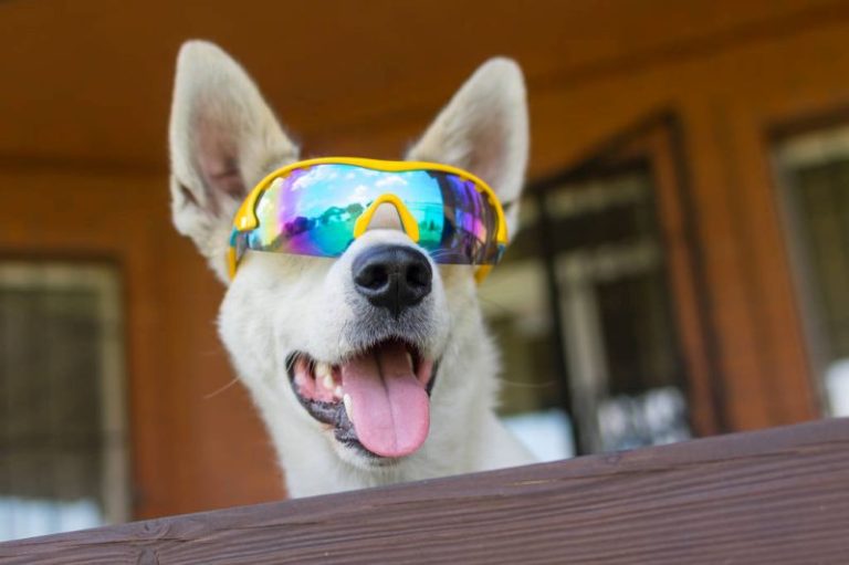 Dog sunscreen