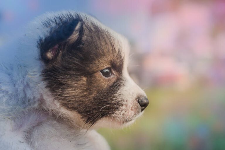 Dog From Whining