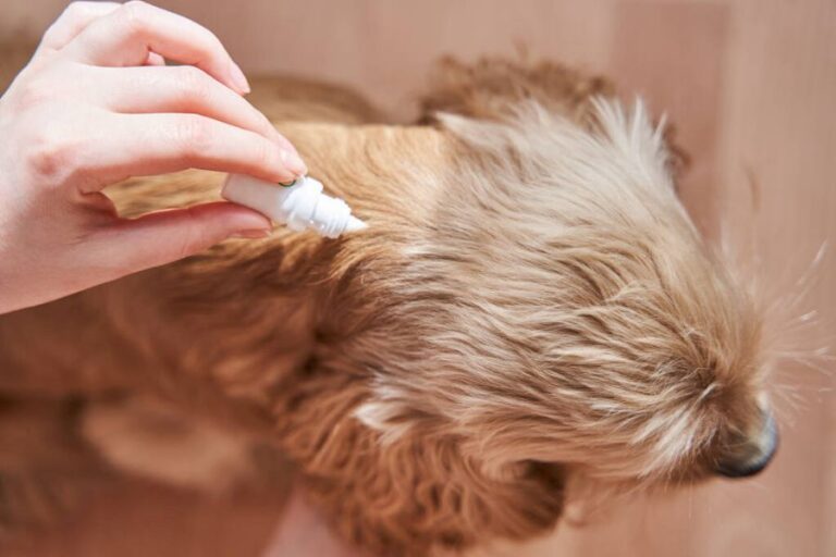 What are the Different Options for Monthly Flea Treatments?