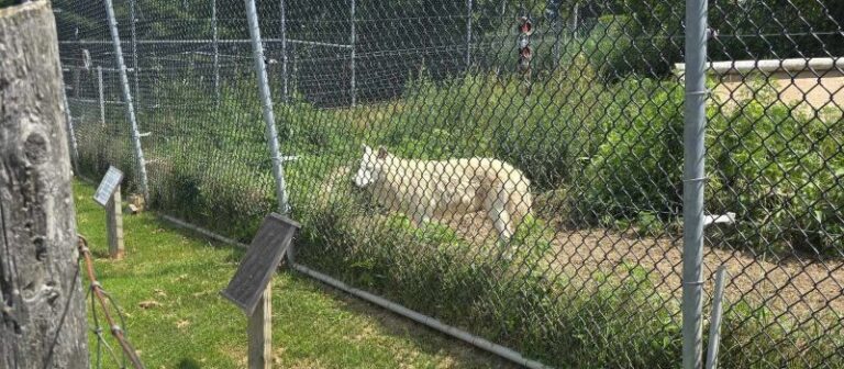 jungle cat world
