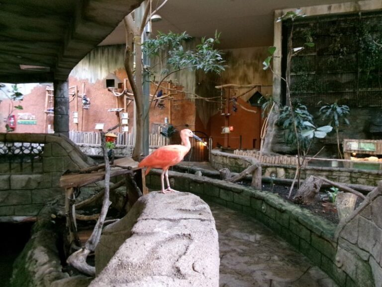 the Magic of Bird Kingdom
