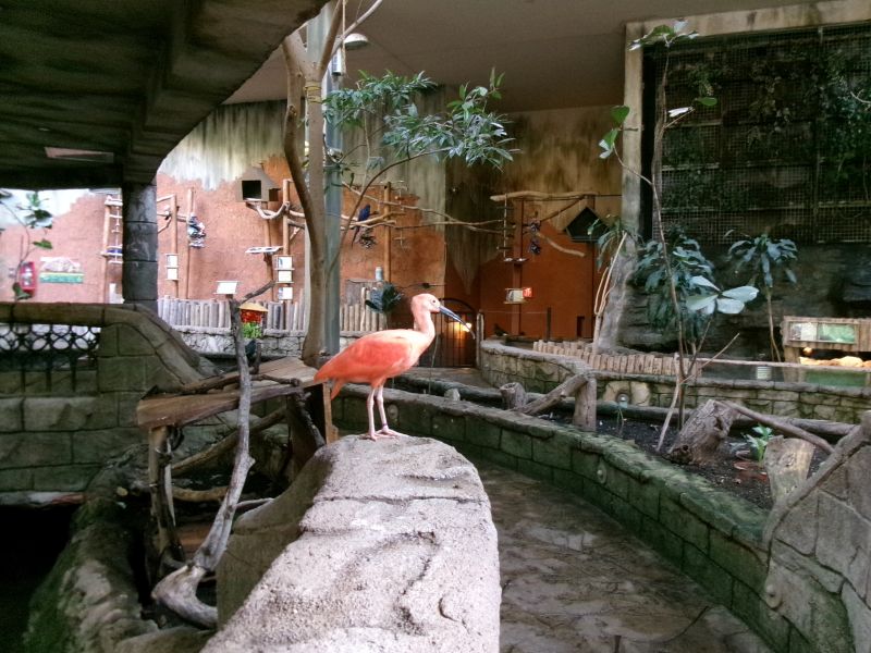 the Magic of Bird Kingdom