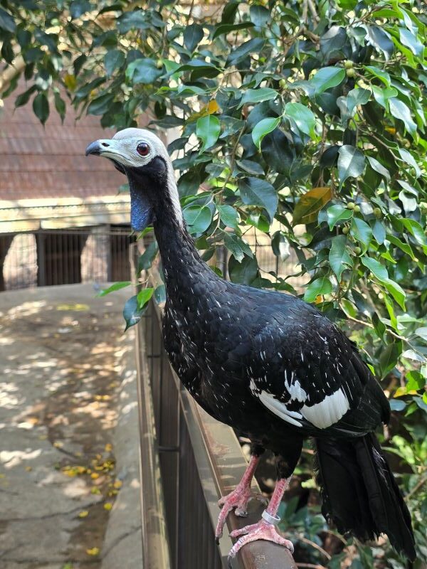 Discovering the Hidden Gem of Niagara Falls: Bird Kingdom