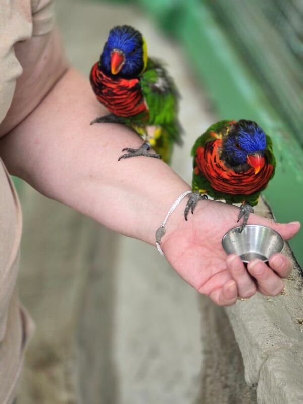 Feeding the Lorikeets