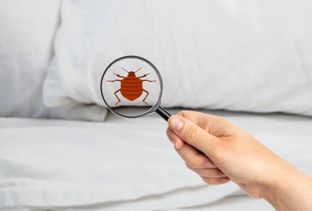 How to Check for Bedbugs in a Hotel Room