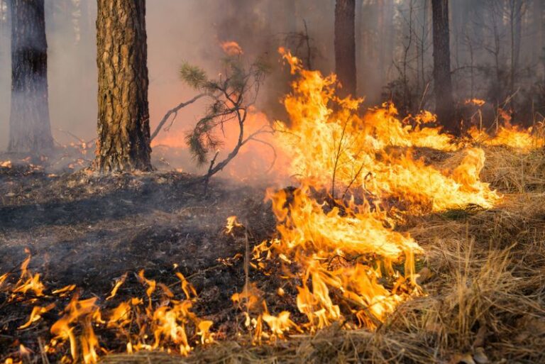 Wildfire Smoke & Your Home
