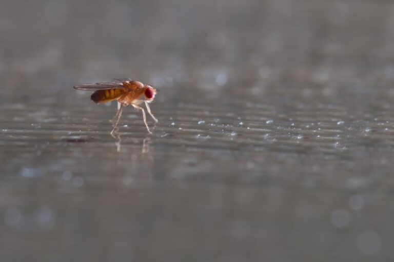 fruit fly