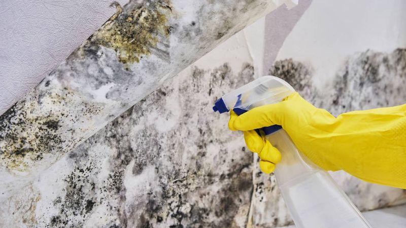 Understanding Mold in Your Home and Its Profound Health Impacts