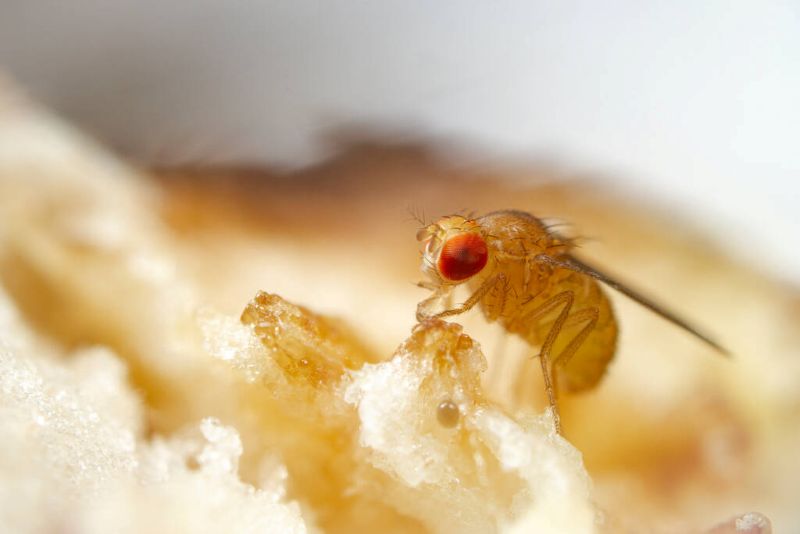 How to Prevent Fruit Fly Infestation: Keeping Your Home Fruit Fly-Free