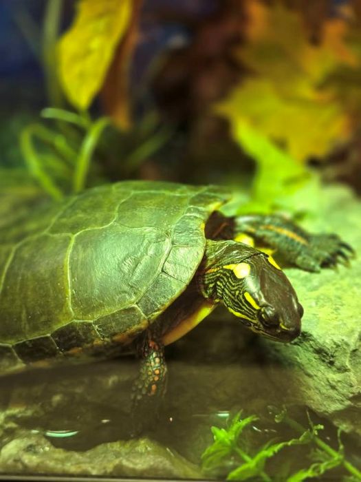 Brockville Aquatarium Review