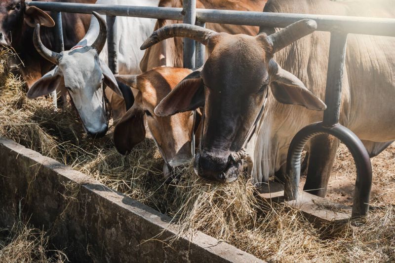 Traditional Farm Life: The Reason Why So Many Can’t Resist Its Charm