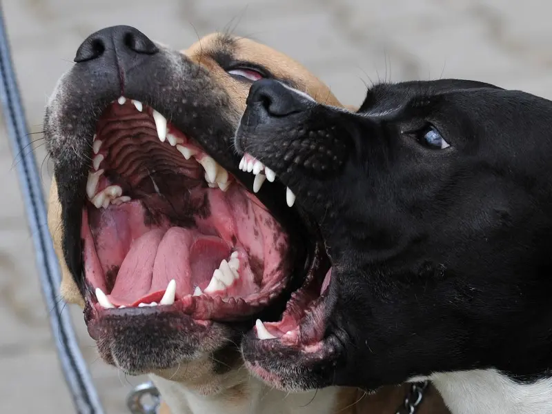 How to Stop Excessive Dog Barking: A Friendly Guide