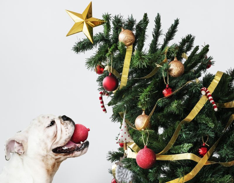 How to Make Your Christmas Tree More Pet Friendly