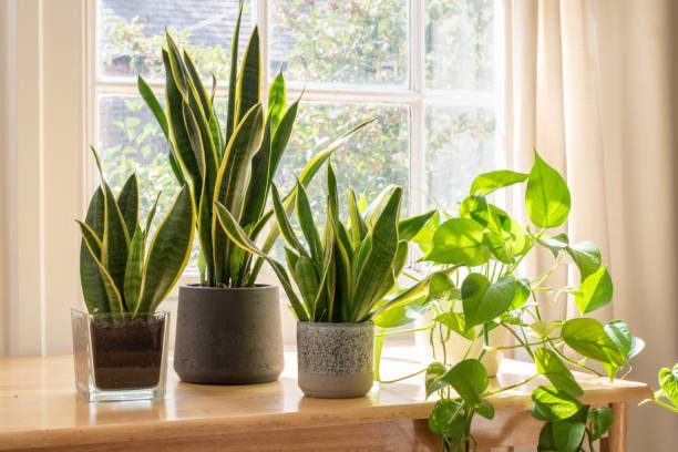 How Plants Can Help With the Winter Blues