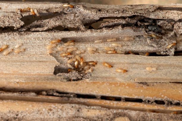 Termites home