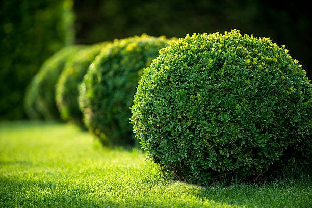 Topiary Trees