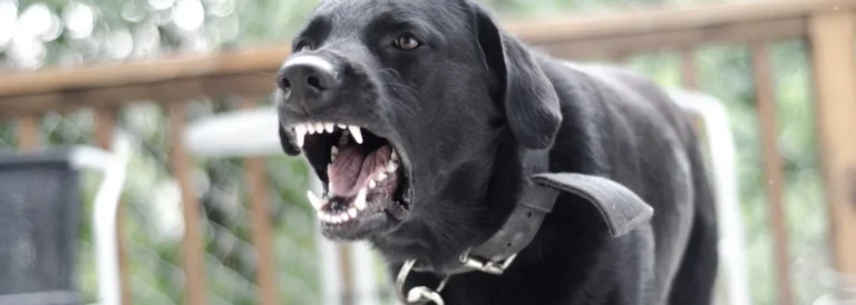 Dog barking