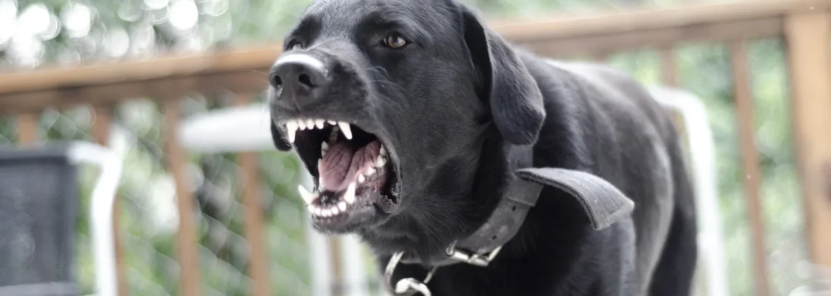 Dog barking