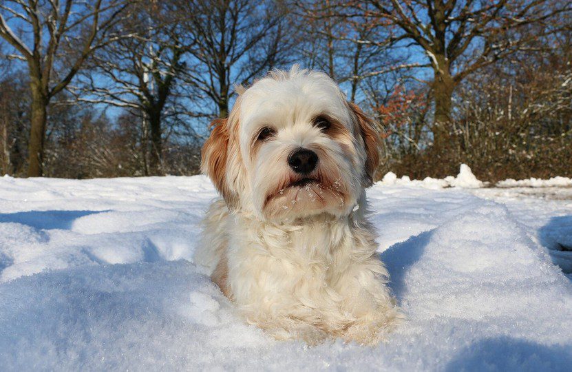 Crucial Winter Safety Tips for Dogs