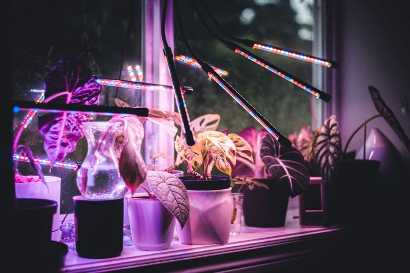 What to Look for When Buying LED Grow Lights