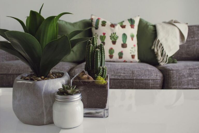 How Plants Can Help With the Winter Blues