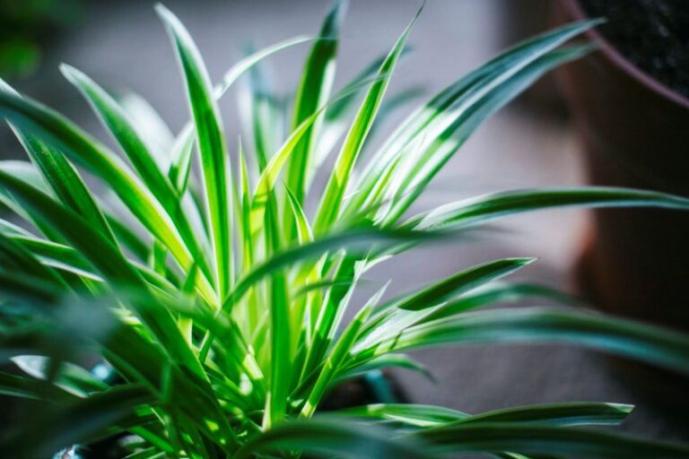 The Easiest Indoor Plants You Can't Kill