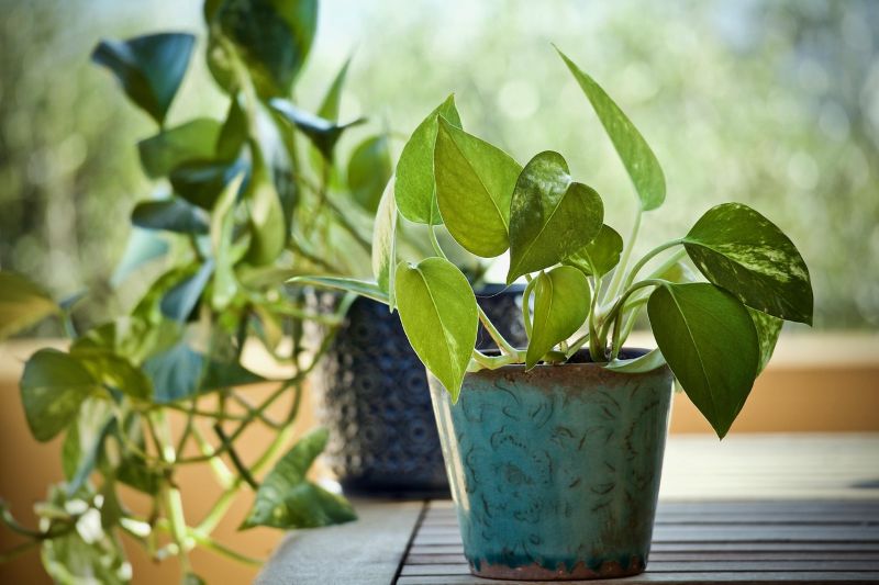 The Easiest Indoor Plants You Can't Kill