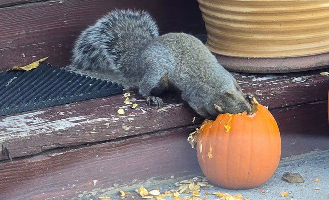 Don't Let Your Halloween Pumpkins Go to Waste Don't Let Your Halloween Pumpkins Go to Waste