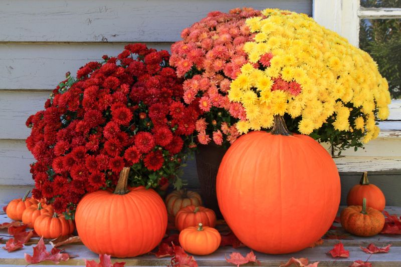 A Beginner's Guide to Keeping Mums Gorgeous All Season