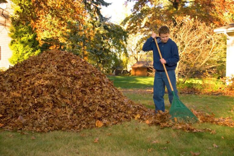 When You Should Clear The Leaves From Your Yard